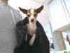 adoptable Dog in  named FREDDEE