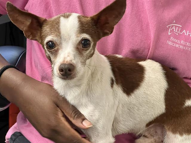 adoptable Dog in Tallahassee, FL named FREDDEE