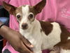 adoptable Dog in Tallahassee, FL named FREDDEE