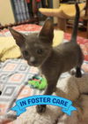 adoptable Cat in Tallahassee, FL named JUNIPER