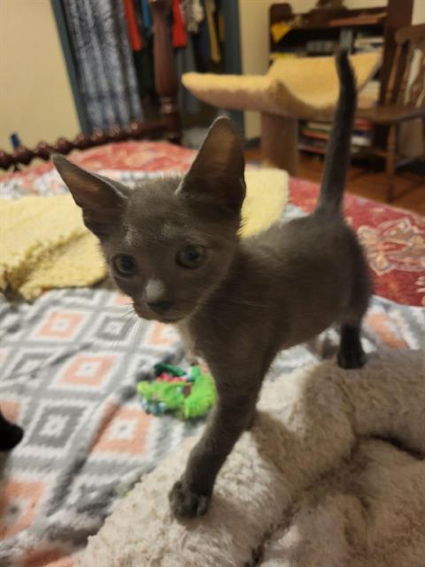 adoptable Cat in Tallahassee, FL named JUNIPER