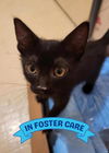 adoptable Cat in Tallahassee, FL named ROSEBUD
