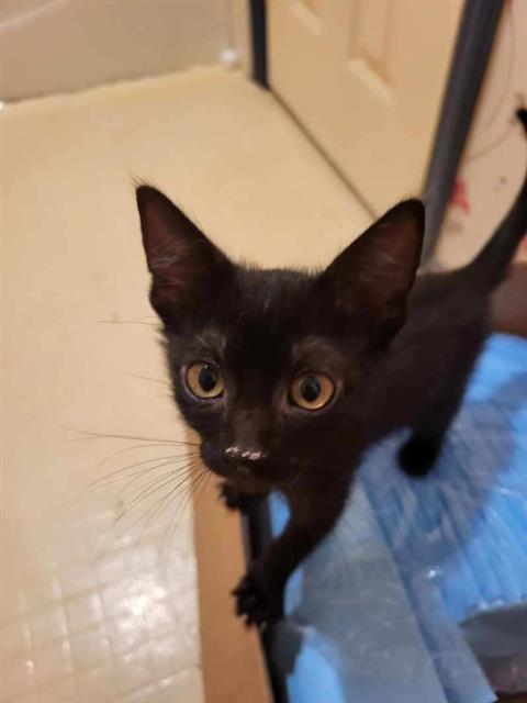 adoptable Cat in Tallahassee, FL named ROSEBUD
