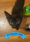 adoptable Cat in Tallahassee, FL named CYPRESS