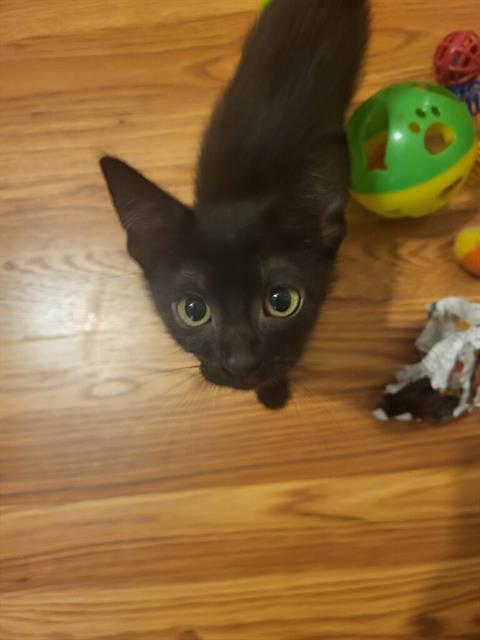 adoptable Cat in Tallahassee, FL named CYPRESS