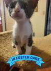 adoptable Cat in Tallahassee, FL named LILY