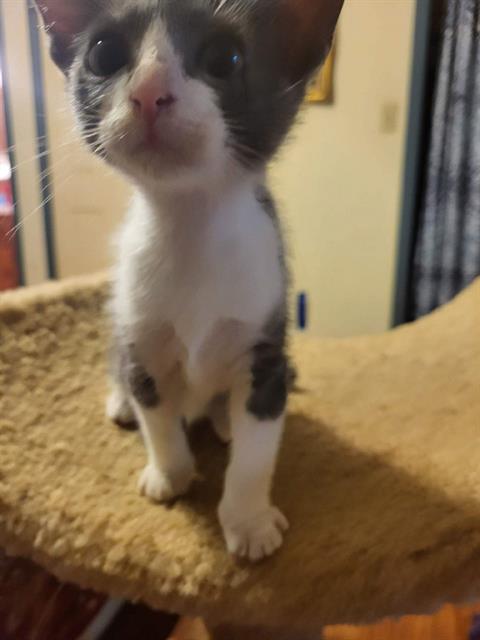 adoptable Cat in Tallahassee, FL named LILY