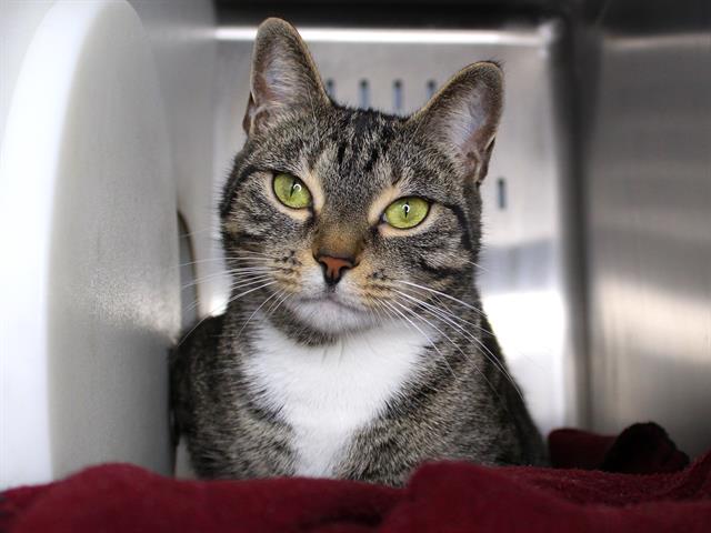 adoptable Cat in Tallahassee, FL named STORMY