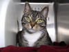 adoptable Cat in Tallahassee, FL named STORMY