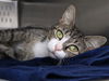 adoptable Cat in Tallahassee, FL named ANNABELLE