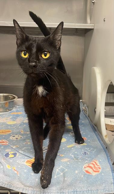 adoptable Cat in Tallahassee, FL named PIXIE