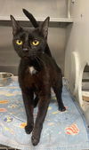 adoptable Cat in Tallahassee, FL named PIXIE