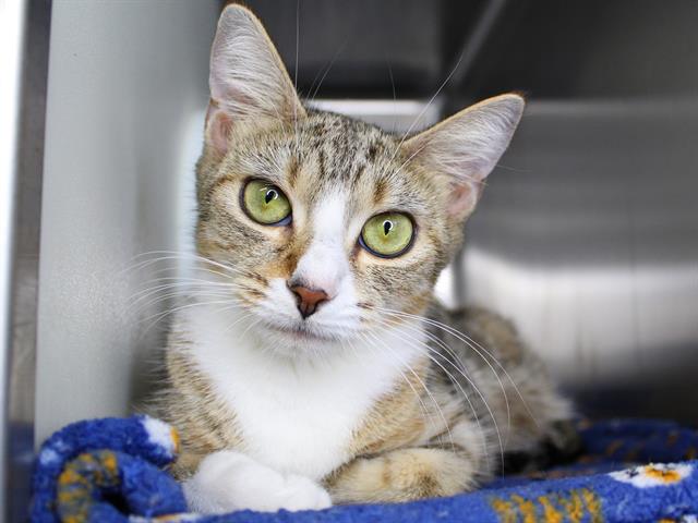adoptable Cat in Tallahassee, FL named STORM
