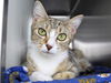 adoptable Cat in Tallahassee, FL named STORM