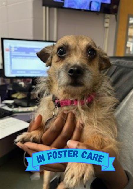 adoptable Dog in Tallahassee, FL named LILLY