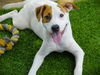 adoptable Dog in  named ELLA GANT