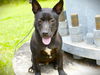 adoptable Dog in Tallahassee, FL named CHANDLER