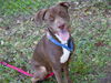 adoptable Dog in Tallahassee, FL named MARS