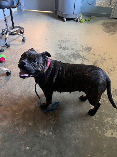 adoptable Dog in Tallahassee, FL named LALA