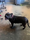 adoptable Dog in  named LALA
