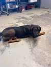 adoptable Dog in  named FRANKLIN