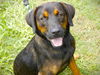 adoptable Dog in  named FRANKLIN