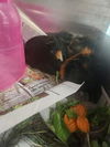 adoptable Guinea Pig in  named HAM