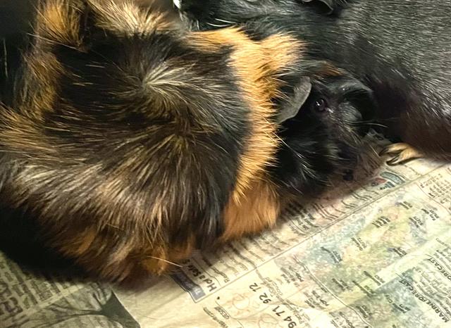 adoptable Guinea Pig in Tallahassee, FL named HAM