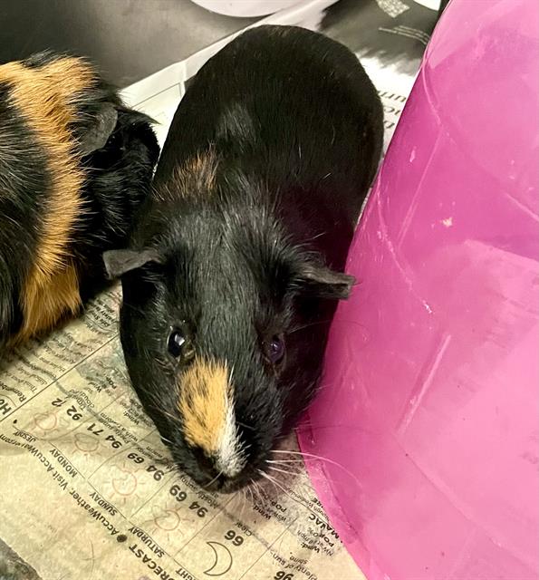 adoptable Guinea Pig in Tallahassee, FL named HASH