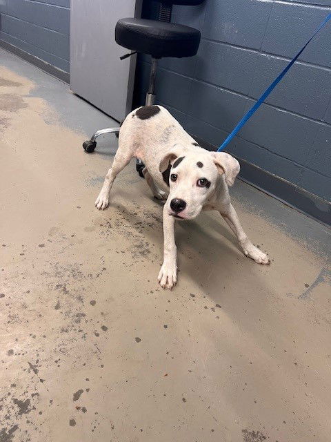 adoptable Dog in Tallahassee, FL named BEAN