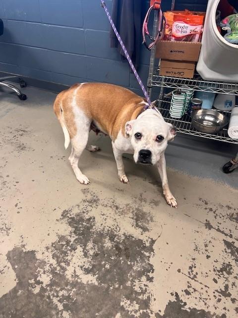 adoptable Dog in Tallahassee, FL named GIGI