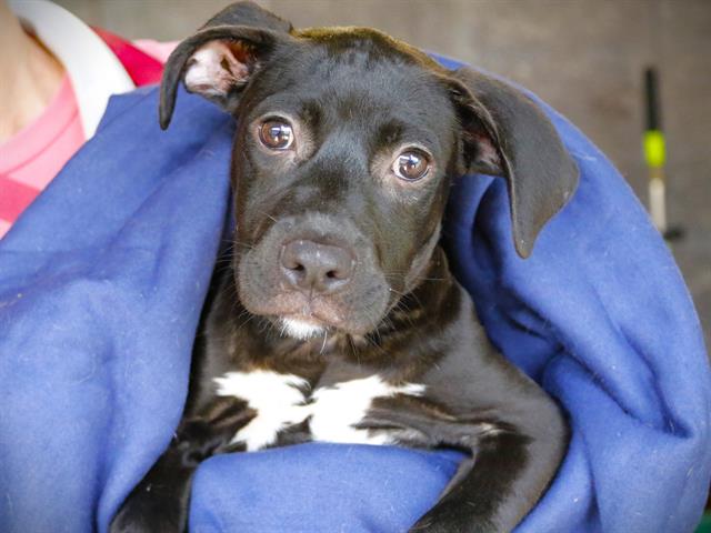adoptable Dog in Tallahassee, FL named MARK