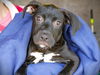 adoptable Dog in  named MARK