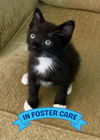 adoptable Cat in  named GIZMO