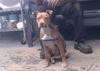 adoptable Dog in  named AMY