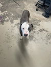 adoptable Dog in  named JOHN