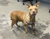adoptable Dog in  named DIAMOND