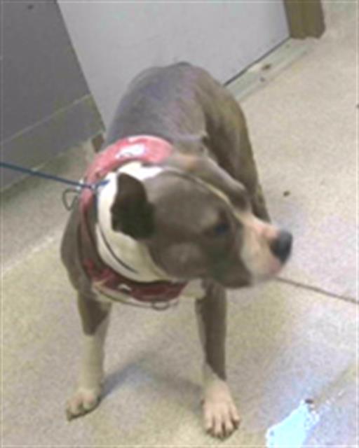 adoptable Dog in Tallahassee, FL named CRYSTAL