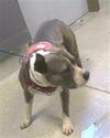 adoptable Dog in  named CRYSTAL