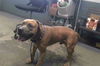 adoptable Dog in  named RAWDY