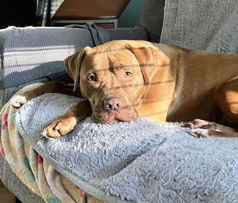 GERALDINE, an adoptable American Staffordshire Terrier in Tallahassee, FL