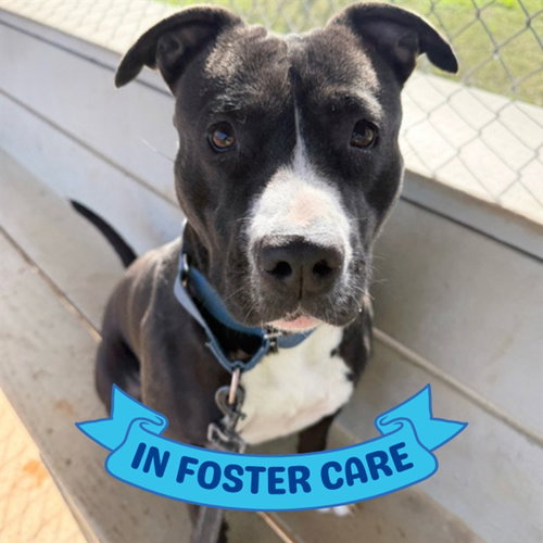 LADY - American Staffordshire Terrier available for adoption