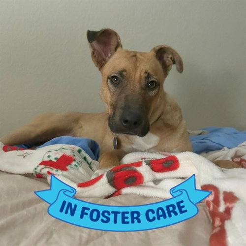 LUCY - Black Mouth Cur available for adoption