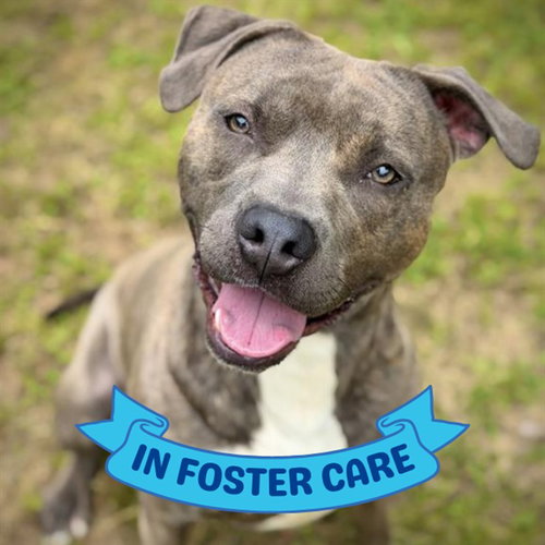 PETE, an adoptable American Staffordshire Terrier in Tallahassee, FL