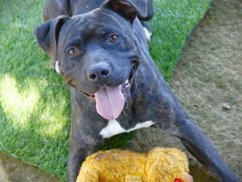 picture of the dog needing adoption