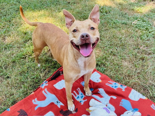 picture of the dog needing adoption
