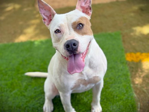 REBA - American Pit Bull Terrier available for adoption