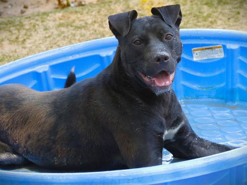 KAIRO - Labrador Retriever / Pit Bull Terrier for adoption in Tallahassee