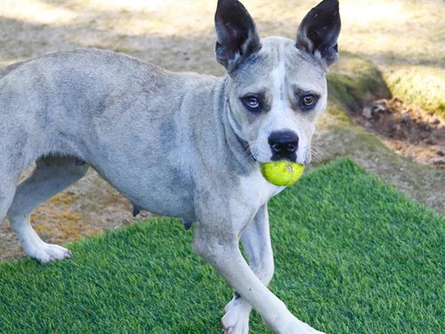 ROZ - Australian Cattle Dog/Blue Heeler / American Staffordshire Terrier available for adoption