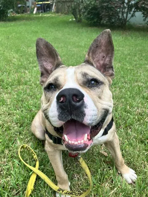 Roz - Australian Cattle Dog/Blue Heeler
